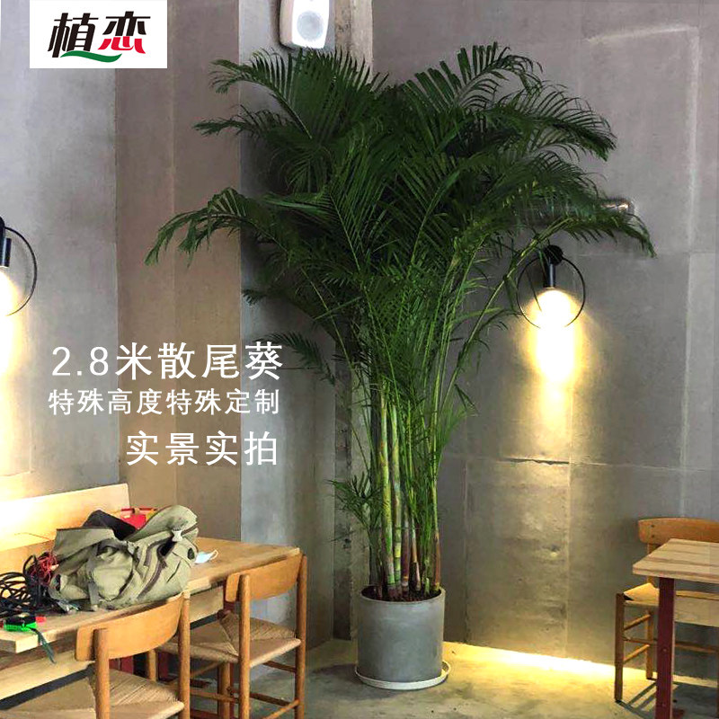 散尾葵绿植 大型盆栽盆景办公室内椰子植物凤尾竹大厅高大堂北欧