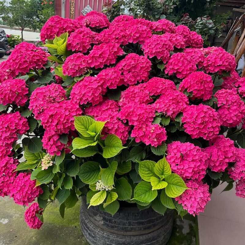 绣球花苗盆栽开大花无尽夏绣球花老桩庭院室内阳台四季花卉绿植物