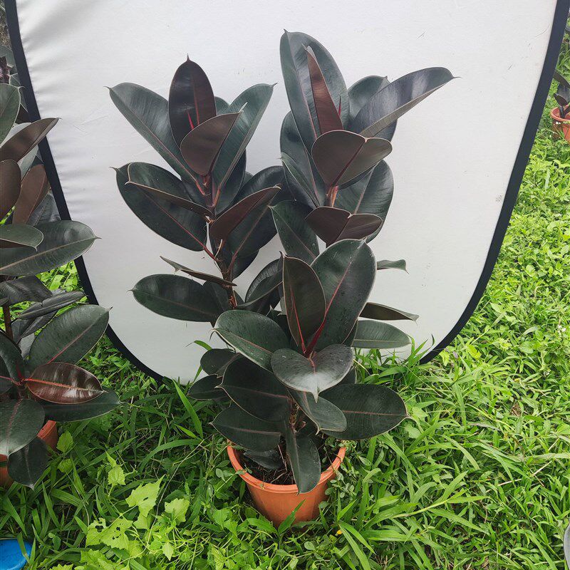 黑金刚橡皮树盆栽花盆苗客厅室内绿叶大叶大型绿植植物净化空气