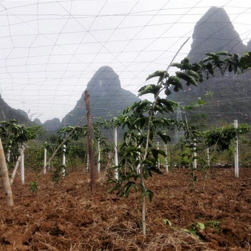 百香果网百香果搭架专用爬藤网攀爬网棚架网一亩地用量20斤包邮