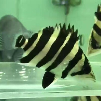 泰国三纹虎鱼印尼四纹虎鱼苗特惠鱼观赏鱼热带活体苏虎龙鱼配鱼
