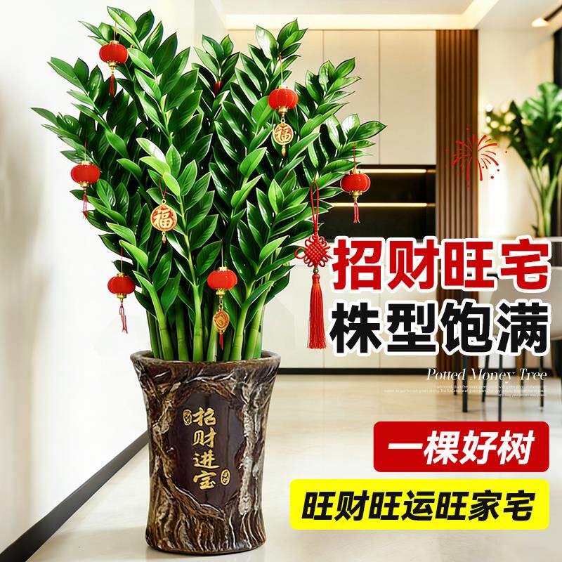 大型金钱树绿植盆栽客厅招财旺宅风水树大型发财树乔迁送礼植物