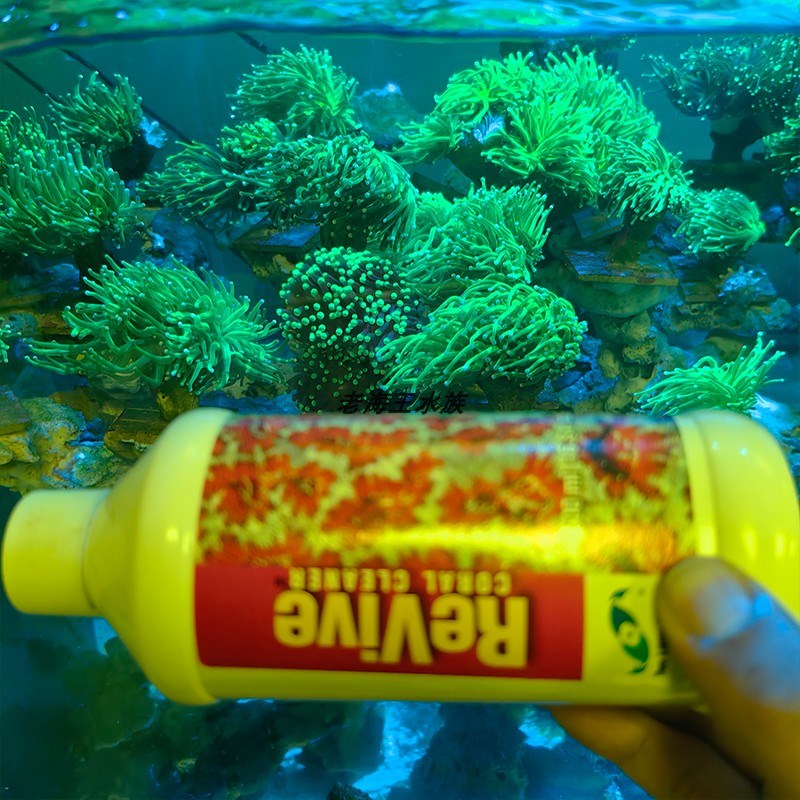 两只小鱼海缸珊瑚检疫杀虫水有效针对扁虫海兔红虫等火柴珊瑚虫害