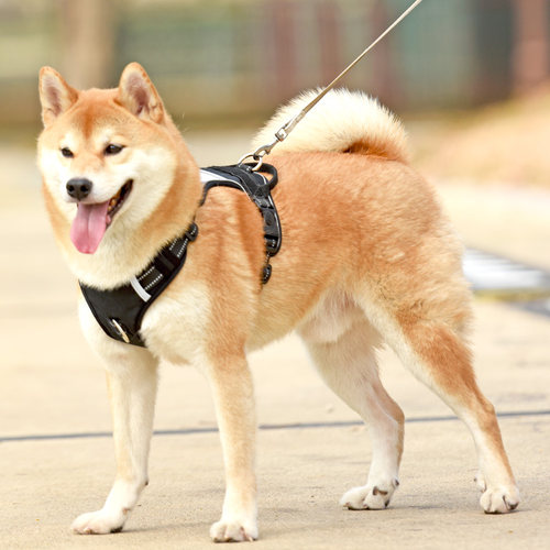 狗狗牵引绳防爆冲夜间反光遛狗绳子柴犬柯基多功能背心式胸背带新