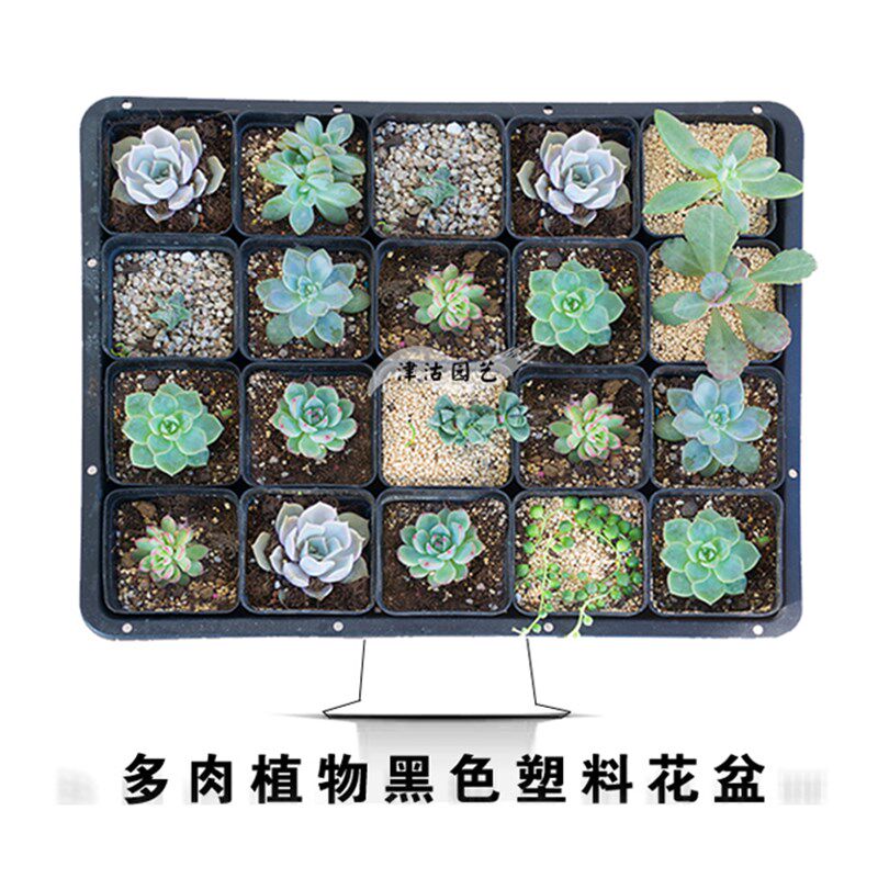 厂家直供多肉种植小黑方塑料花盆花卉绿植托架平盘营养钵育苗杯