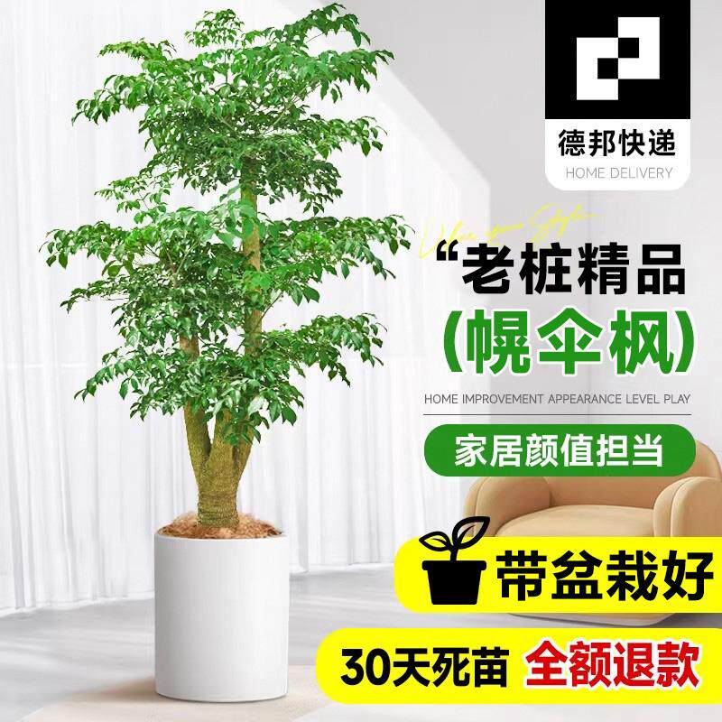 送货上门 幌伞枫幸福树盆栽大型广伞枫室内真绿植新房乔迁富贵树