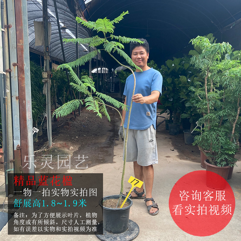 蓝花楹盆栽一物一拍大树苗造型室内客厅观叶植物阳台造景网红绿植