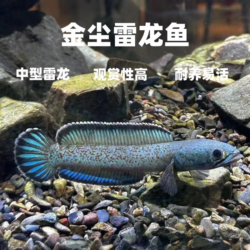 进口金尘雷龙鱼热带观赏鱼猛鱼奶茶血斑一型七彩雷龙精品活体鱼