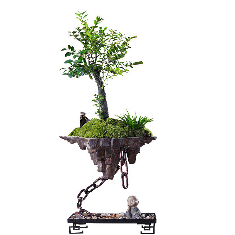 小叶紫檀盆栽植物黑骨茶盆景天空之城室内办公室桌面好养绿植树苗