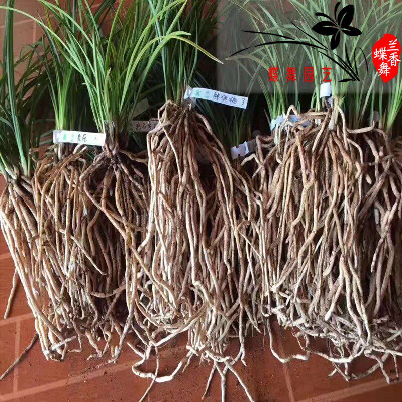 进口优质蛇木屑    高级桫椤透气兰花植料    国兰洋兰基质营养土