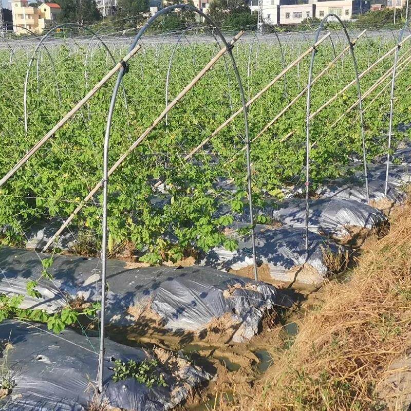 豆角专用架豆角支架爬藤网架厂家直销花园支架菜园支网架豌豆支架