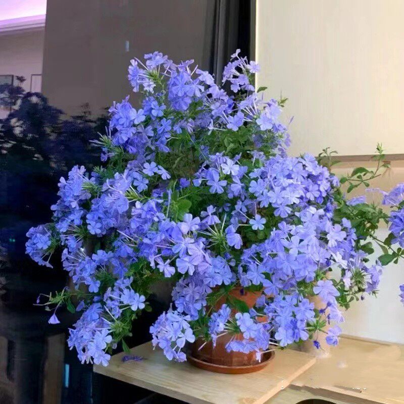 蓝雪花苗盆栽大苗带花好养活阳台四季开花爬藤植物耐寒花卉兰雪花