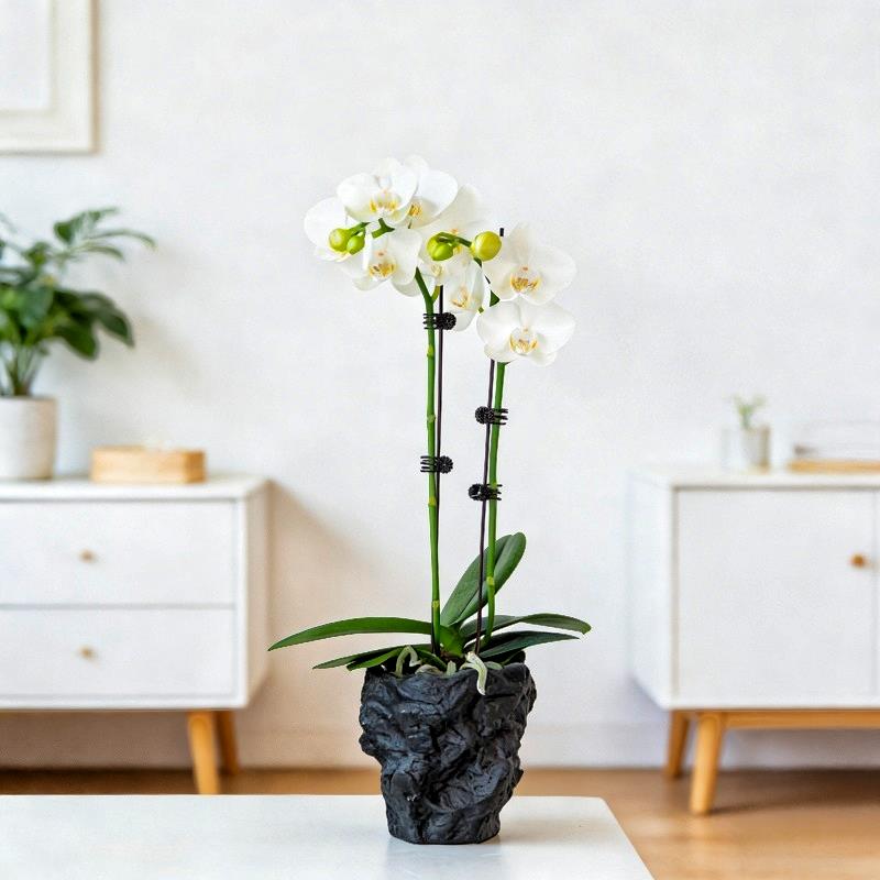 白色阿玛蝴蝶兰盆栽兰花带花鲜花绿植花卉植物室内花盆景送礼礼品