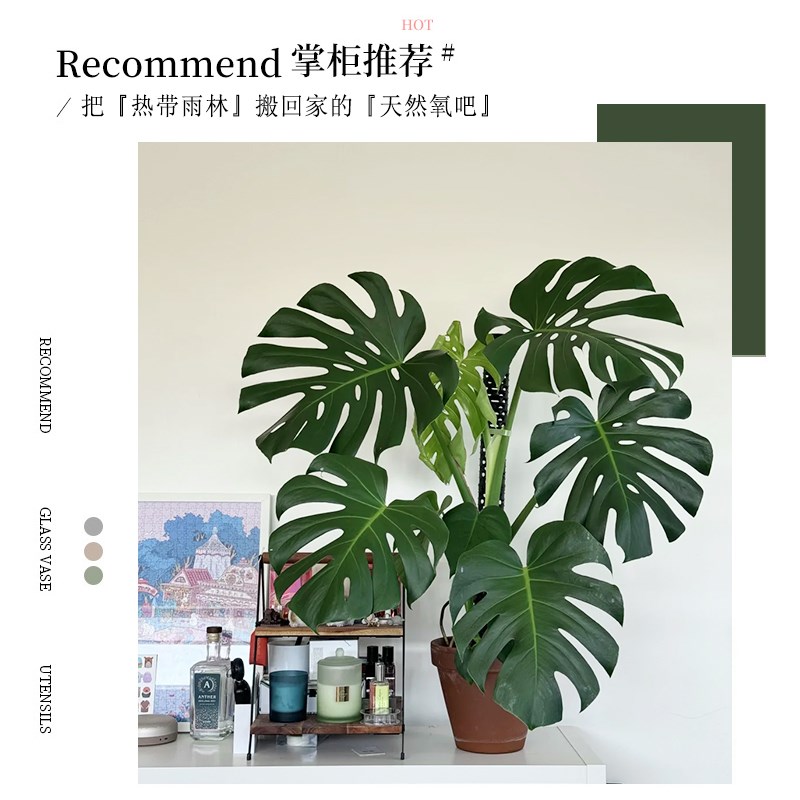 龟背竹客厅大型盆栽老桩绿植物大叶仙洞土培办公室内落地好养四季