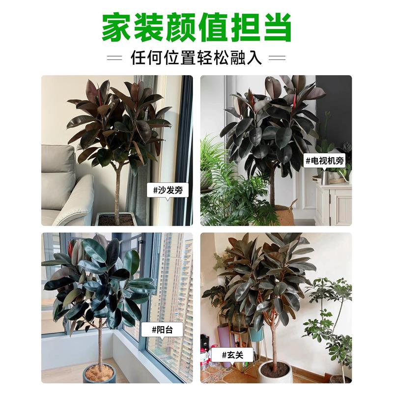 黑金刚橡皮树客厅大盆栽绿植真树室内老桩大型落地花盆植物好养活