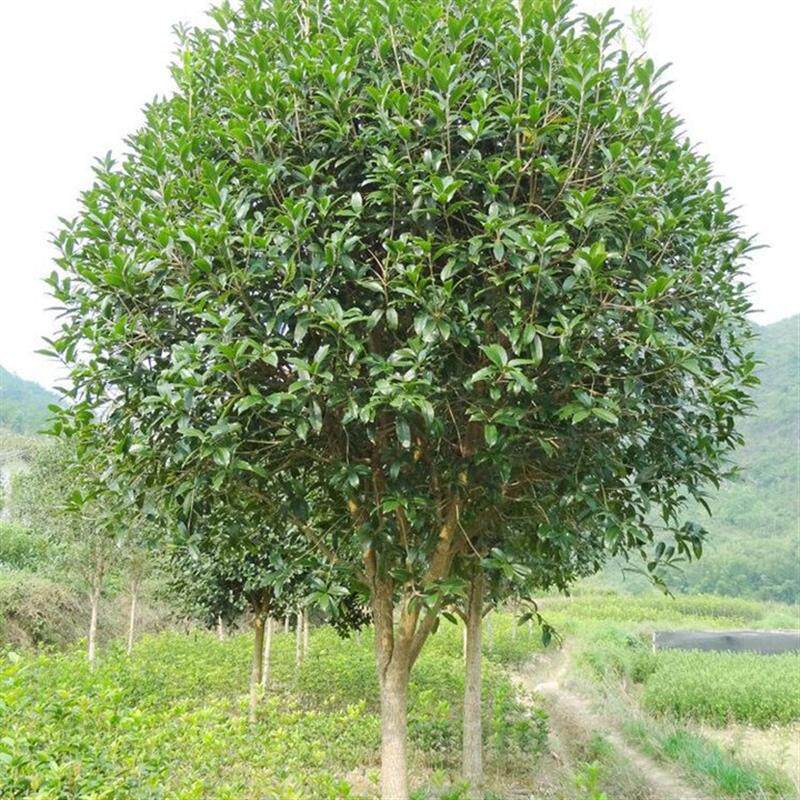 原生桂花树苗大树北方耐寒植物庭院地栽浓香型金桂丹桂四季桂盆栽