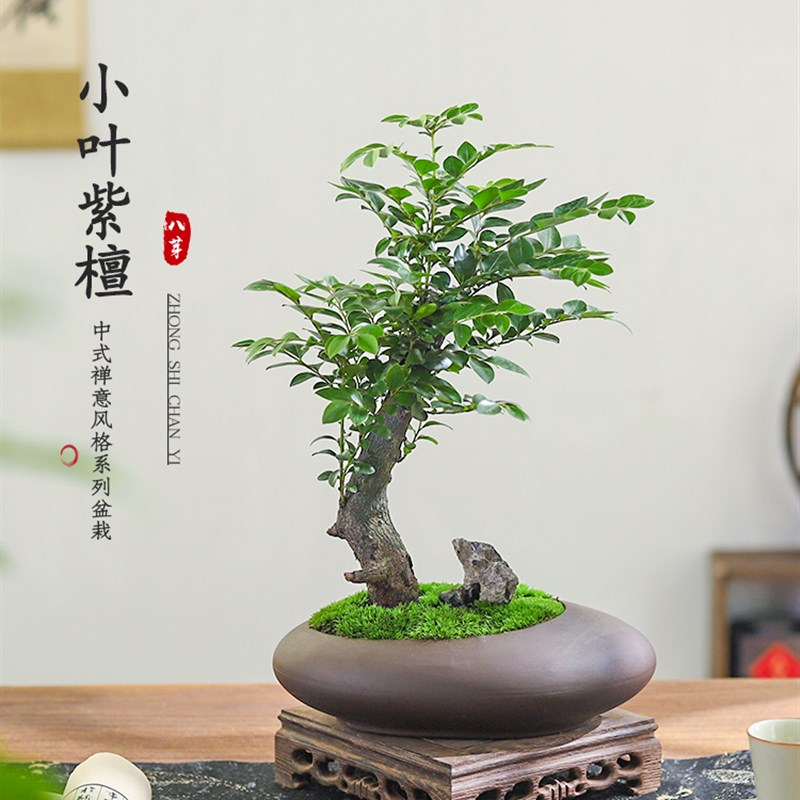 小叶紫檀盆栽室内桌面摆件客厅好养花卉绿植中式造景四季常青植物