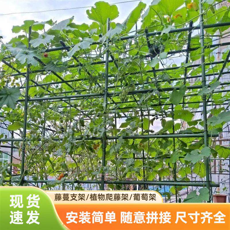 葡萄爬藤架瓜果植物花架室外蔬果架瓜架支撑杆立柱式牵引架遮阳