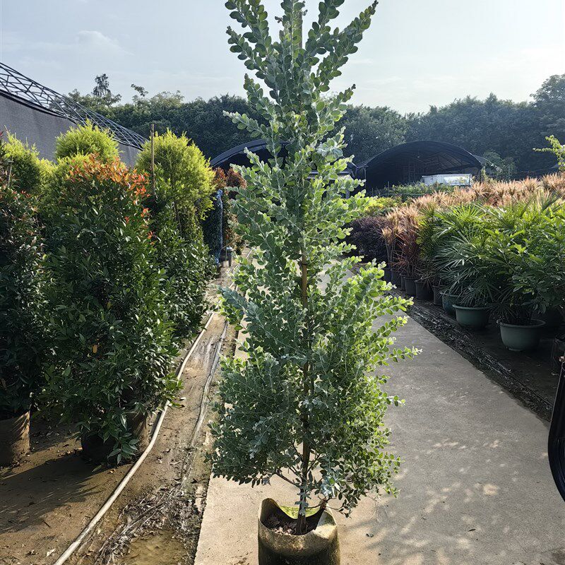 棒棒糖银叶金合欢老桩盆栽大型庭院阳台地栽好养绿植四季常青花卉
