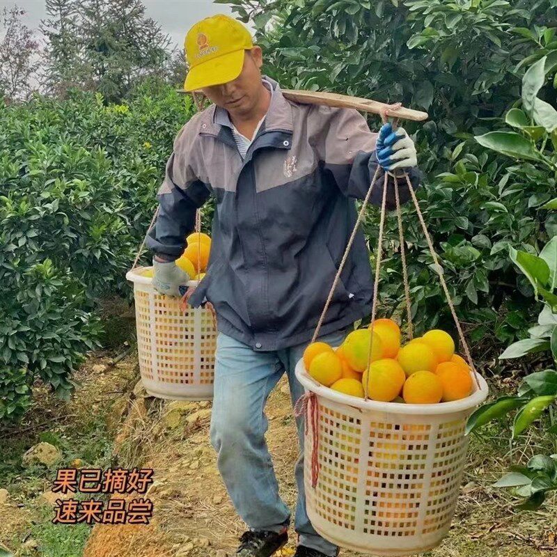 小号萝水产圆筐塑料摘水果可穿绳圆箩筐采橘子圆框脐橙蜜桔周转筐