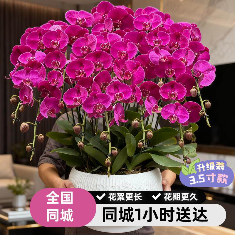 上海蝴蝶兰盆栽带真鲜花速递同城成都杭州年宵花开业乔迁北京广州