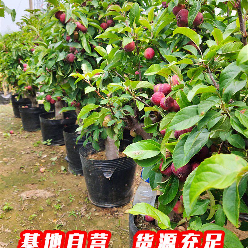 贵人果海棠果树果苗北方耐寒地栽盆栽盆景南方庭院度假村别墅树苗