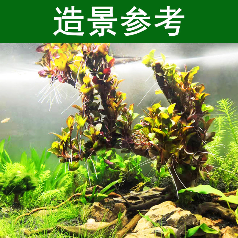 鱼缸造景沉木绑好红波水草树森林懒人水草无需底沙一树成景包邮