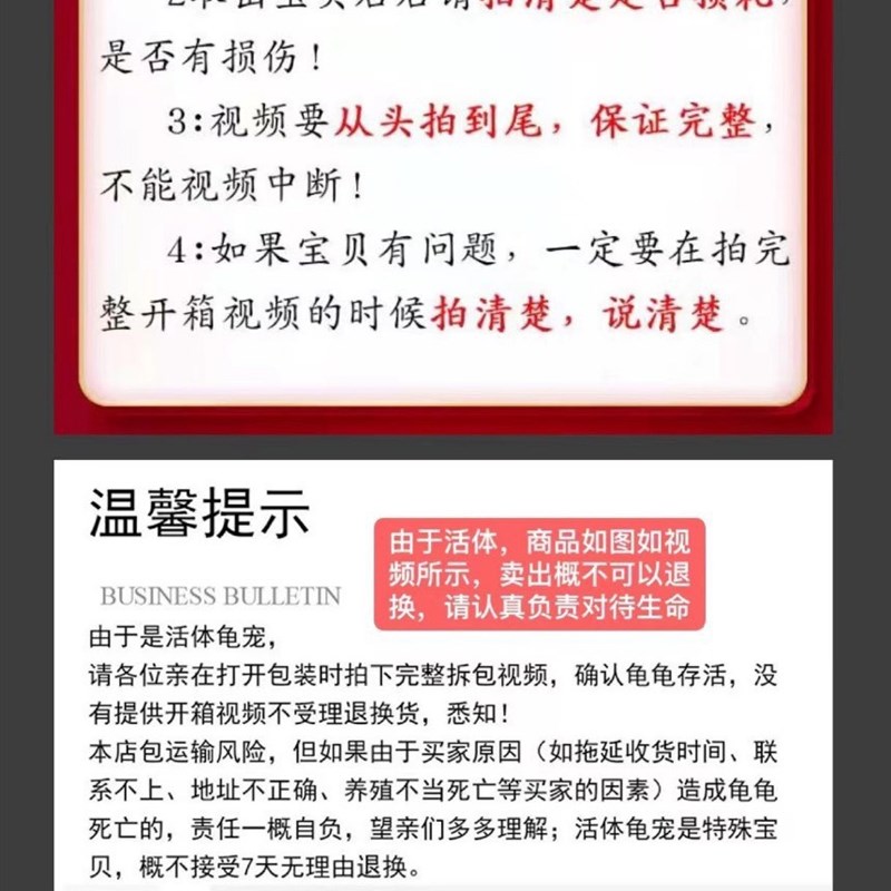 黄缘龟幼龟安缘龟苗闭壳观赏宠物乌龟活体龟苗龟箱乌龟