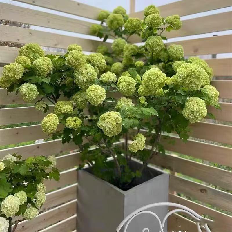 耐寒欧洲木绣球花玫瑰老桩大苗盆栽别墅阳台花卉耐热易养庭院四季