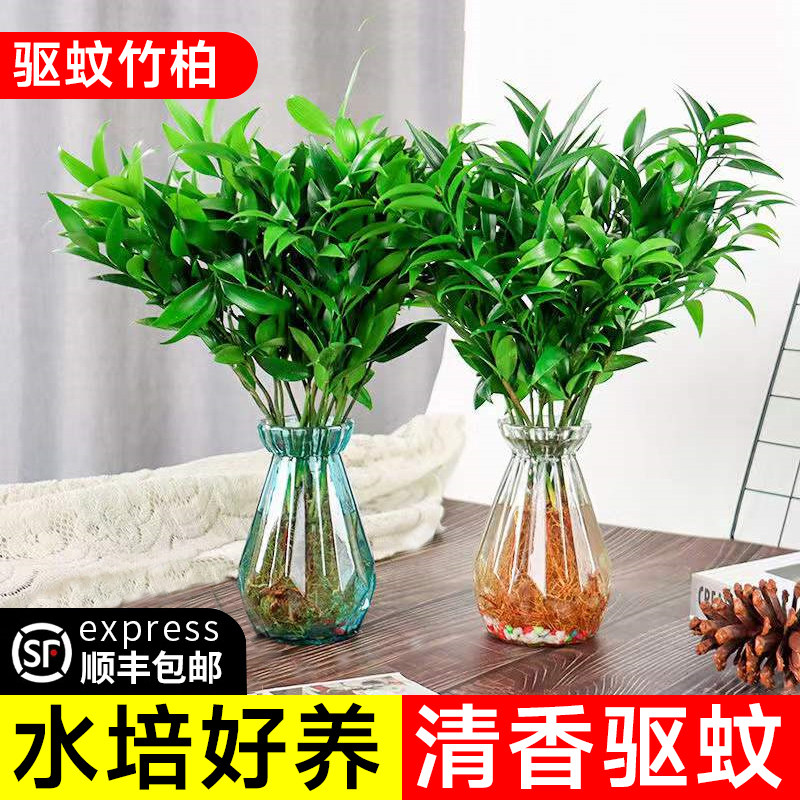 驱蚊竹柏水培植物盆栽水养绿植物花卉室内四季好养阳台办公室桌面