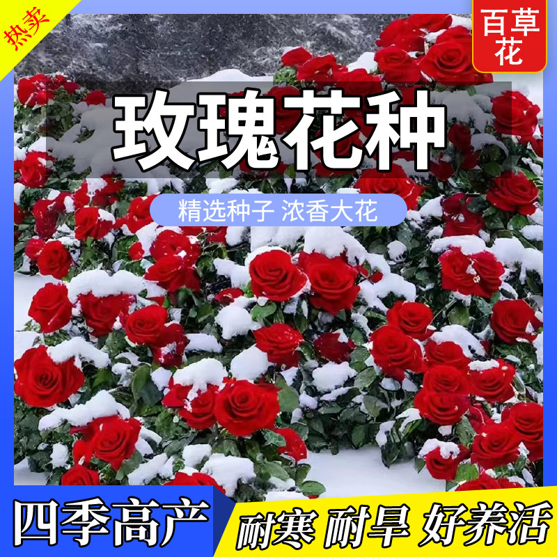 玫瑰花种籽子重瓣浓香大花开花四季播种易活花卉盆栽庭院鲜花种子