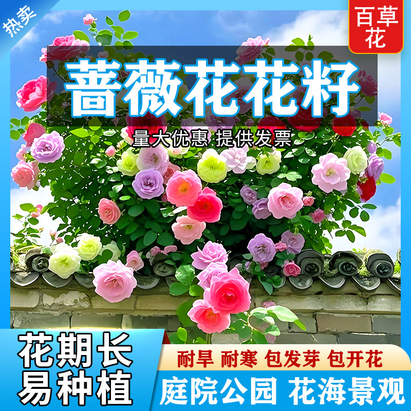 爬藤蔷薇花种子四季播种爬藤大花月季室外攀援植物耐寒易种活花籽