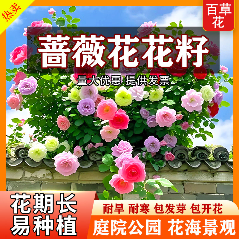 爬藤蔷薇花种子四季播种爬藤大花月季室外攀援植物耐寒易种活花籽