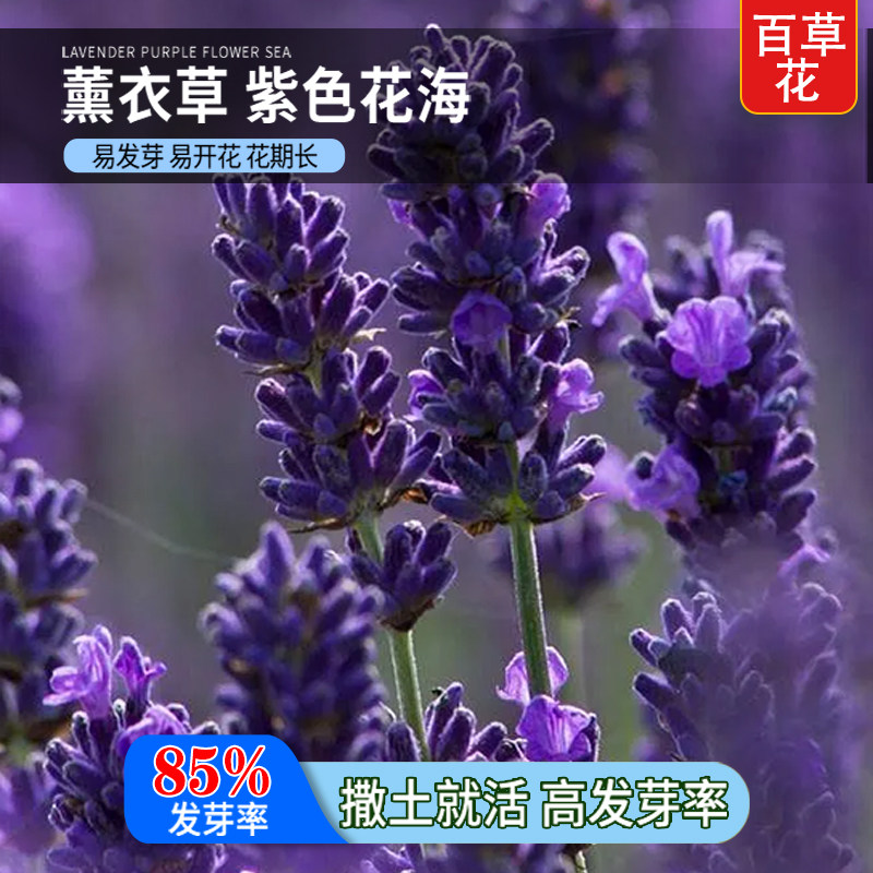普罗旺斯薰衣草种子盆栽四季播种开花植物阳台庭院驱蚊薰衣草花籽
