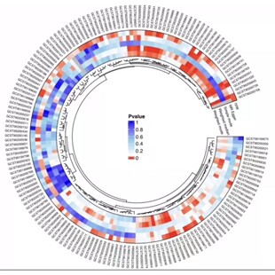 进化树 系统发育树构建上色美化矢量图绘制 生物信息分析指导