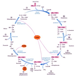 代谢组学 生信分析靶向非 测序报告16s代谢物定性定量 多组学联合