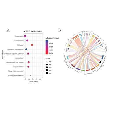 专业分子对接  网络药理学  autodock、vina代做