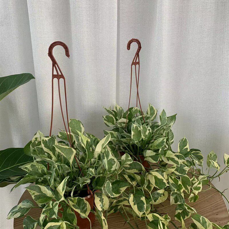 雪花葛白金葛茂盛长藤飘藤ins网红植物盆栽吸甲醛好养客厅植物
