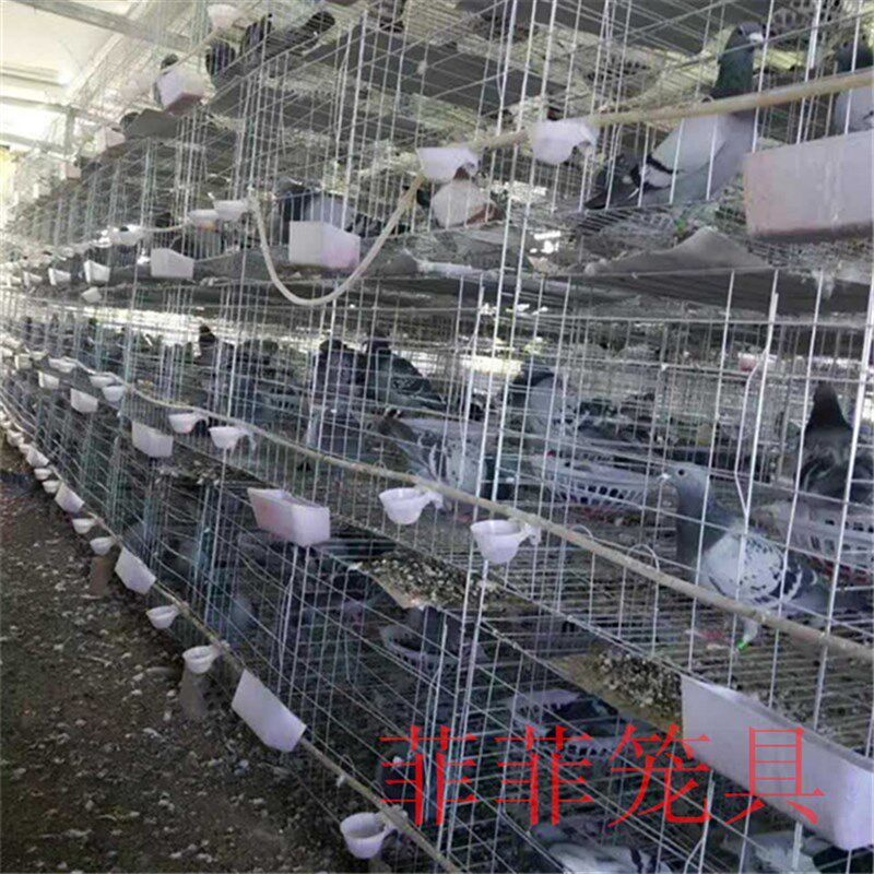 加粗镀锌鸽笼 3层4层养殖鸽子笼子肉鸽繁殖配对笼 种鸽笼用品用具