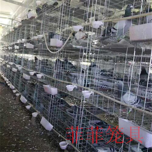 加粗镀锌鸽笼 3层4层养殖鸽子笼子肉鸽繁殖配对笼 种鸽笼用品用具