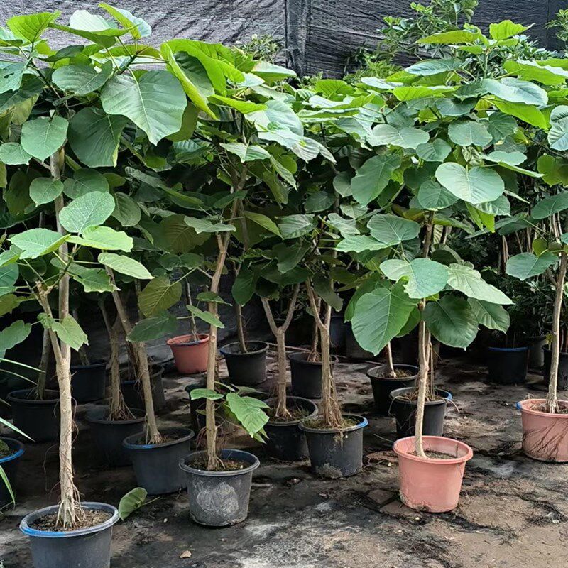心叶榕爱心榕盆栽爱心榕树客厅四季常青网红老桩造型盆栽花卉室内