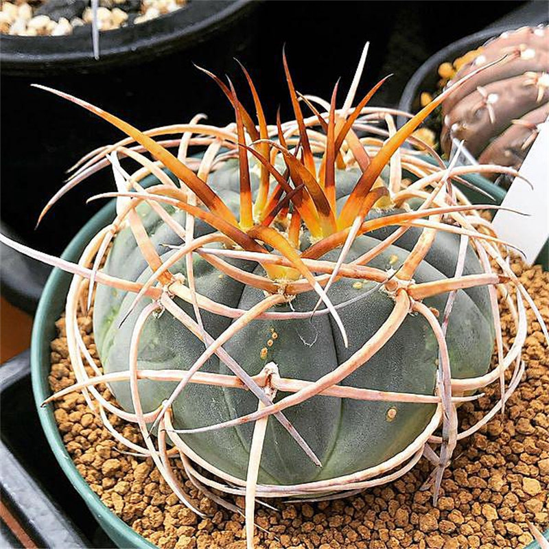 光琳玉仙人球植物盆栽进口狂刺仙人掌科多肉花卉室内绿植客厅花卉