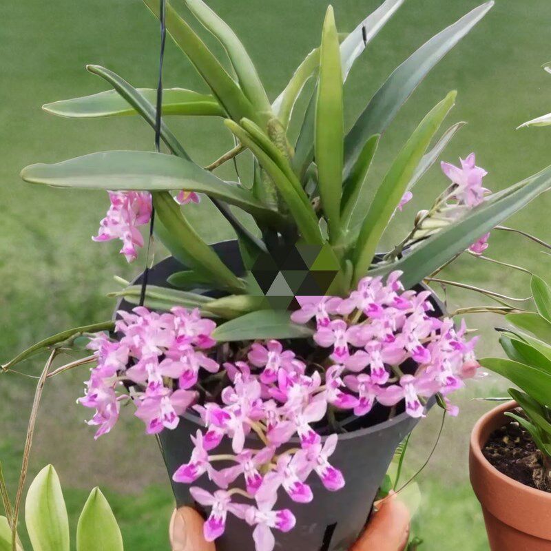 美玲固唇兰稀有兰花附生吊兰花花期长非常漂亮一盆包邮