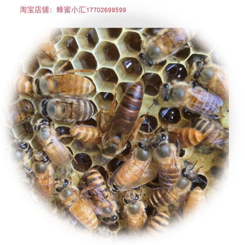 蜜蜂蜂群中蜂蜂群带王阿坝蜂王蜜蜂活群带王 蜜蜂活群带王带箱
