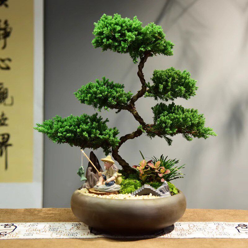 真柏盆栽室内办公室开业绿植迎客松造型茶桌绿植盆景真树桌面摆件