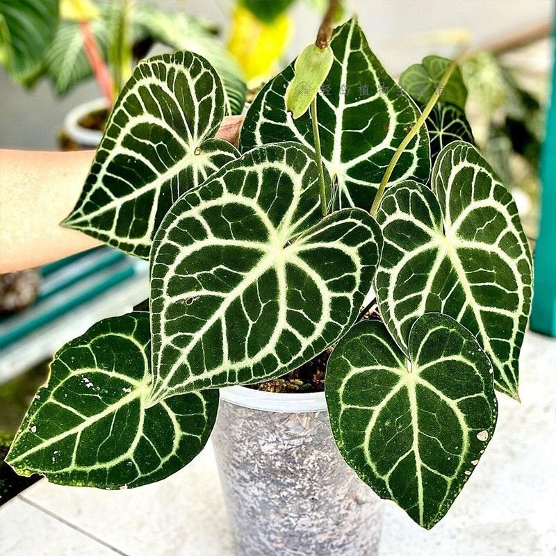 克莱恩花烛水晶盆栽热带丽晶心形大叶片好养室内观叶植物客厅阳台
