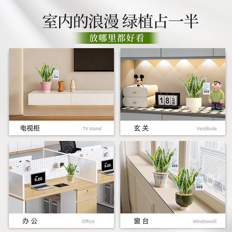 办公室小盆栽金边虎皮兰绿植花卉室内桌面上工位摆件耐旱净化除醛