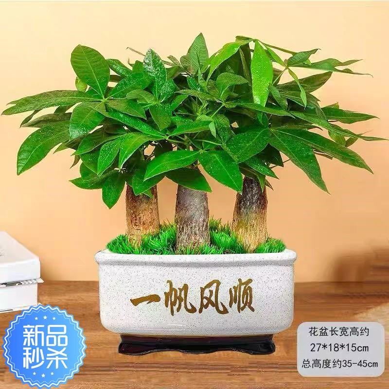发财树盆栽客厅室内招财桌面植物开业送礼前台大型办公室绿植图片