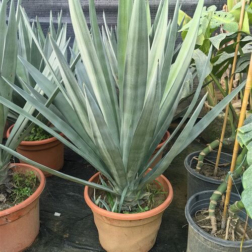 剑麻植物庭院盆栽热带植物四季常青绿化龙舌兰阳台耐寒花镜绿植