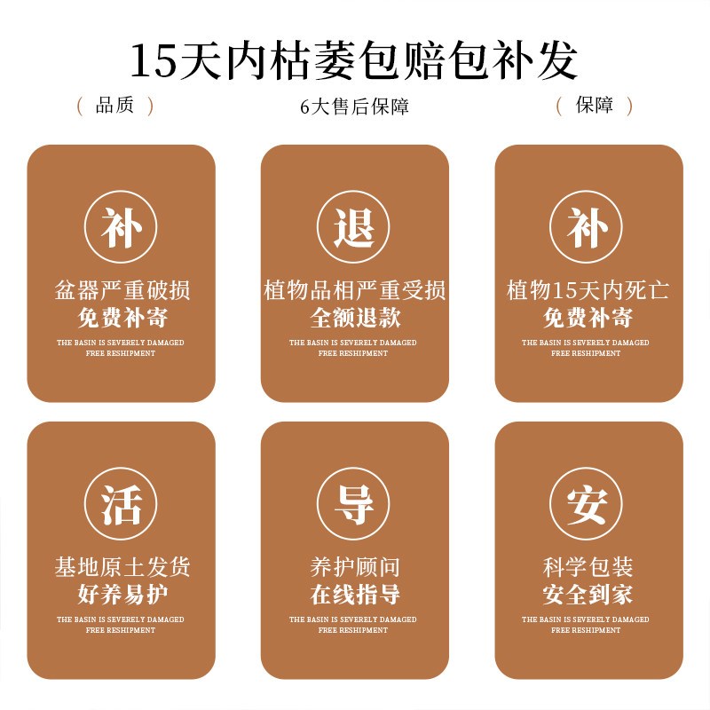 造型罗汉松盆栽植物办公室绿植高级感客厅懒人好养活四季常青树苗